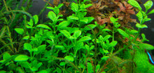 Load image into Gallery viewer, Limnophila Rugosa
