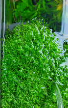 Load image into Gallery viewer, Riccia Fluitans