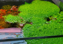 Load image into Gallery viewer, Riccia Fluitans