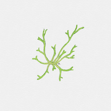 Load image into Gallery viewer, Riccia Fluitans