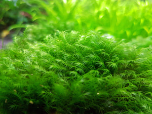 Fissidens Fontanus (Phoenix Moss)