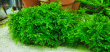 Load image into Gallery viewer, Weeping Moss
