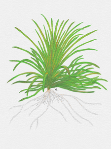 Blyxa Japonica