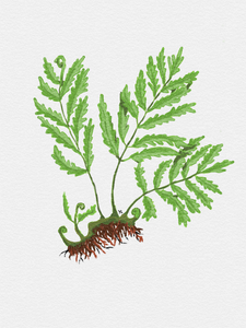 Bolbitis Heudelotii - African Fern