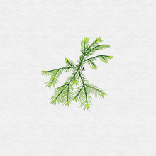 Load image into Gallery viewer, Fissidens Fontanus (Phoenix Moss)
