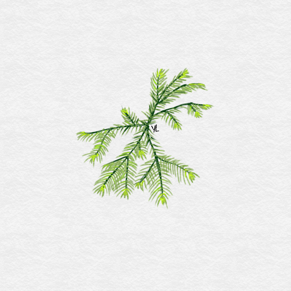 Fissidens Fontanus (Phoenix Moss)