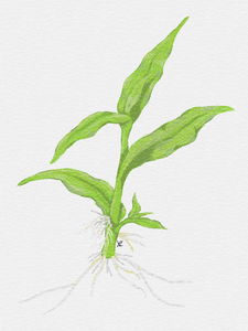 Floscopa Scandens
