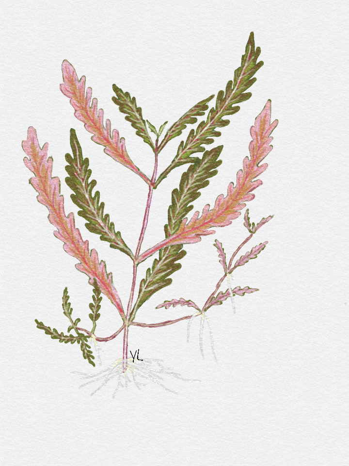 Hygrophila Pinnatifida