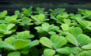 Pistia Stratiotes "Dwarf" (Dwarf Water Lettuce)