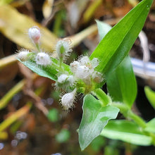 Load image into Gallery viewer, Floscopa Scandens

