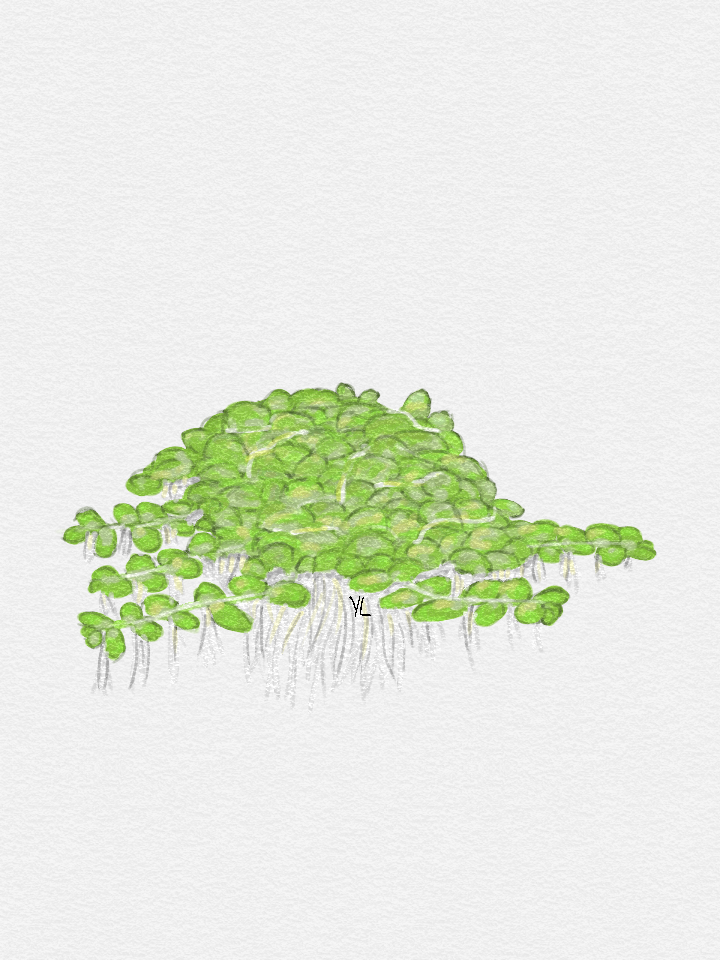 Micranthemum Umbrosum 