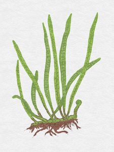 Microsorum Pteropus "Needle" - Needle Leaf Fern