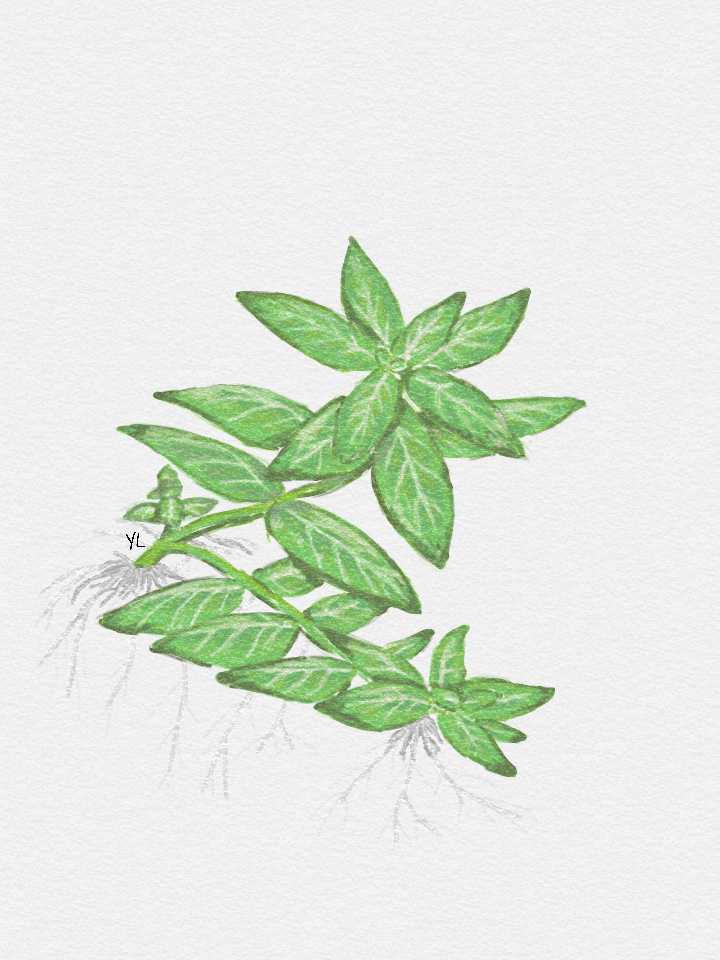 Staurogynes Repens