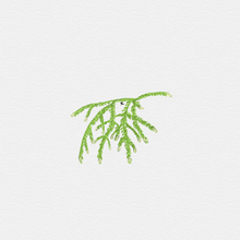 Load image into Gallery viewer, Weeping Moss
