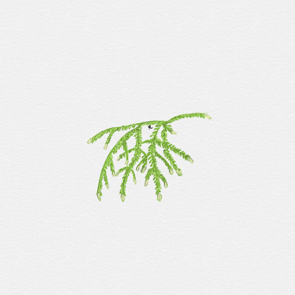 Weeping Moss
